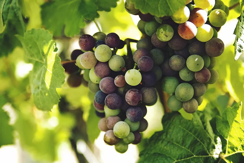 Cacho de uvas na videira, iluminado pelo sol entre as folhas