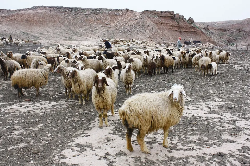 Rebanho de ovelhas numa paisagem montanhosa e árida