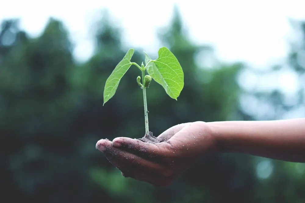 Mão segurando uma pequena planta brotando na terra